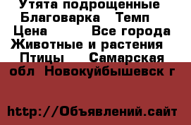 Утята подрощенные “Благоварка“,“Темп“ › Цена ­ 100 - Все города Животные и растения » Птицы   . Самарская обл.,Новокуйбышевск г.